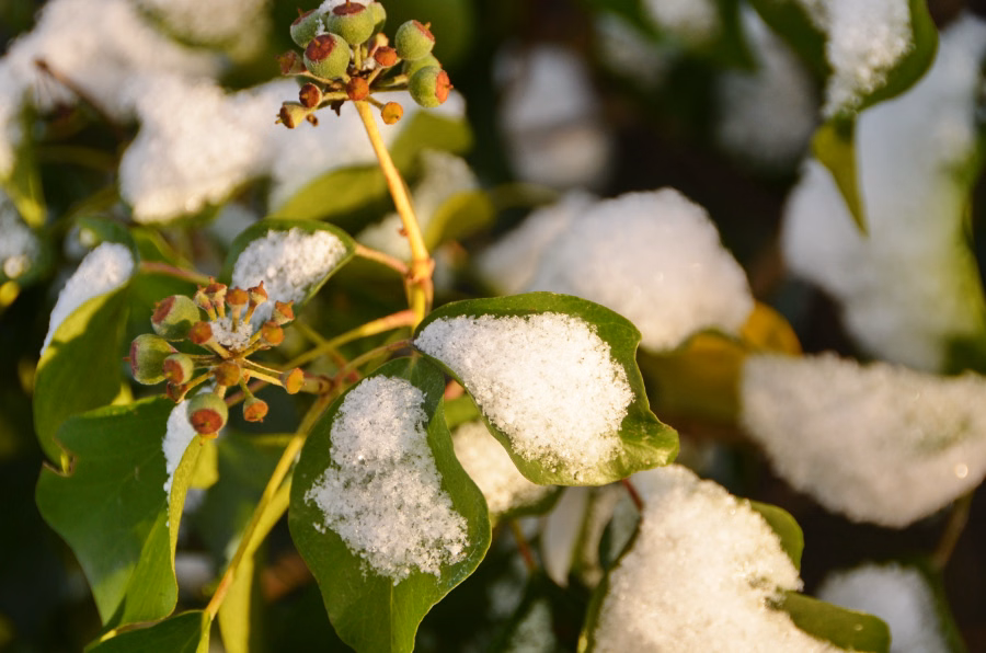 Gemeiner Efeu im Schnee