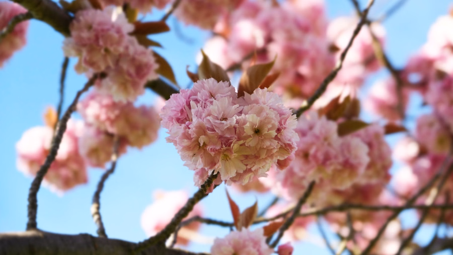 Herz aus Kirschblüten