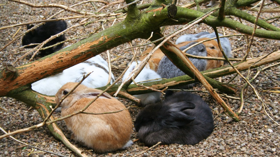 Kaninchen