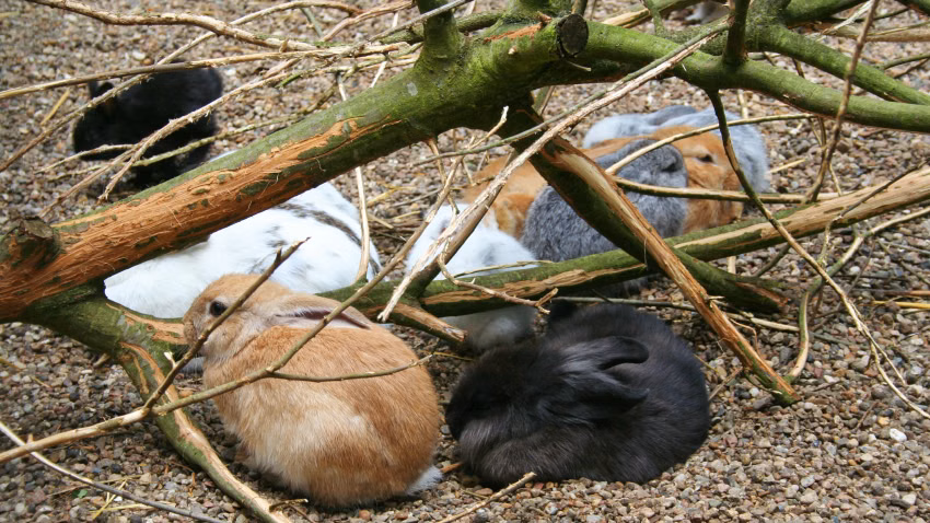 Kaninchen