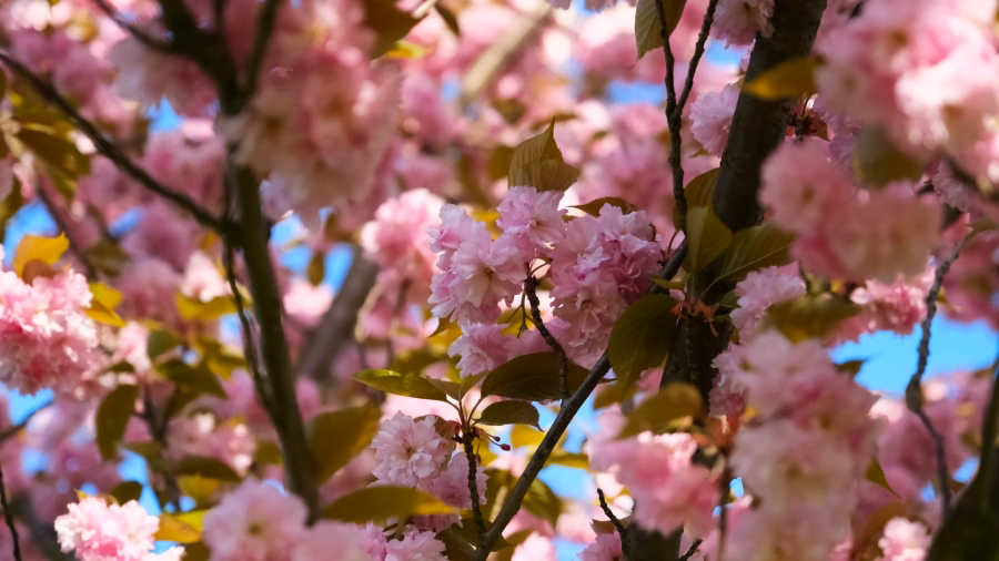 Kirschblüten im Baum