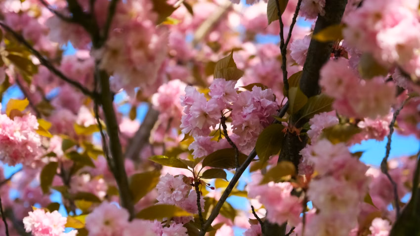 Kirschblüten im Baum