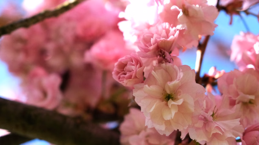 Kirschblüten