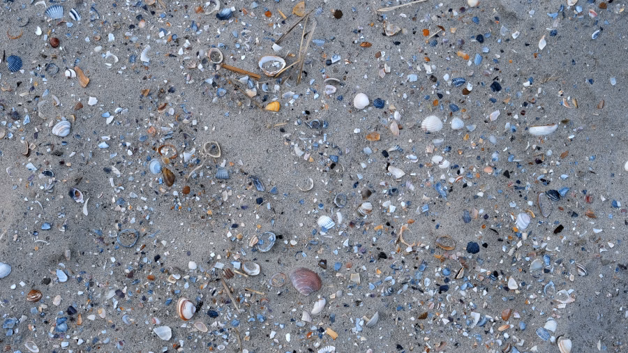 Muscheln am Strand