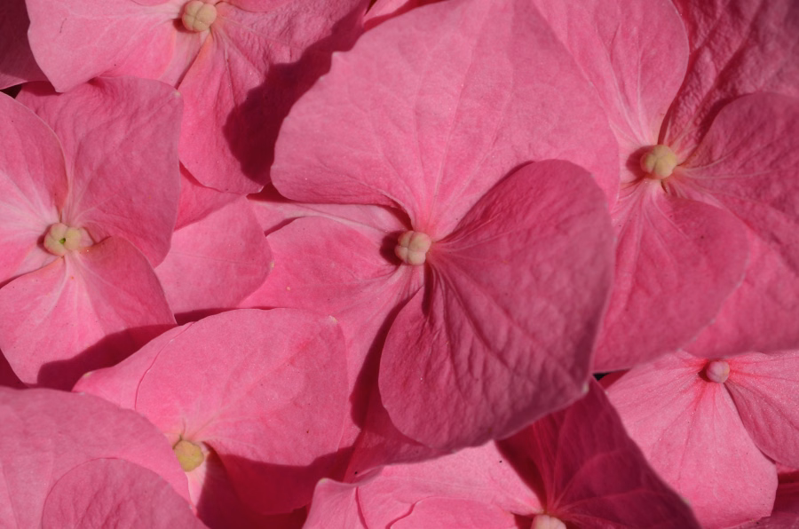 Rosa Hortensie Detail