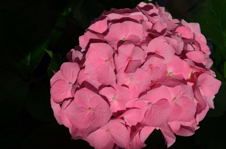 Rosa Hortensie
