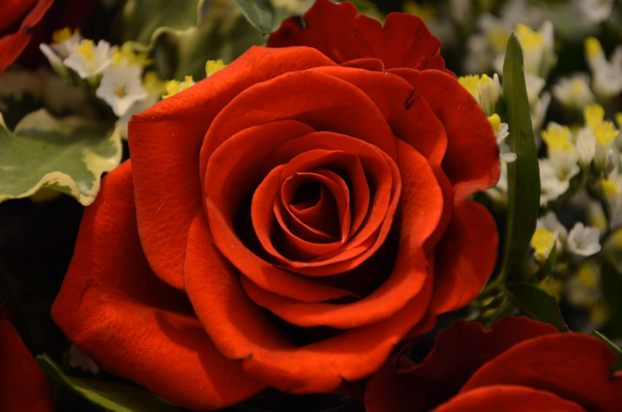 Rote Rose