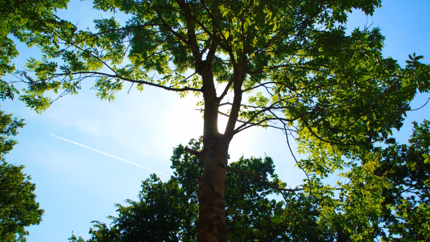 Sonne hinter Baum