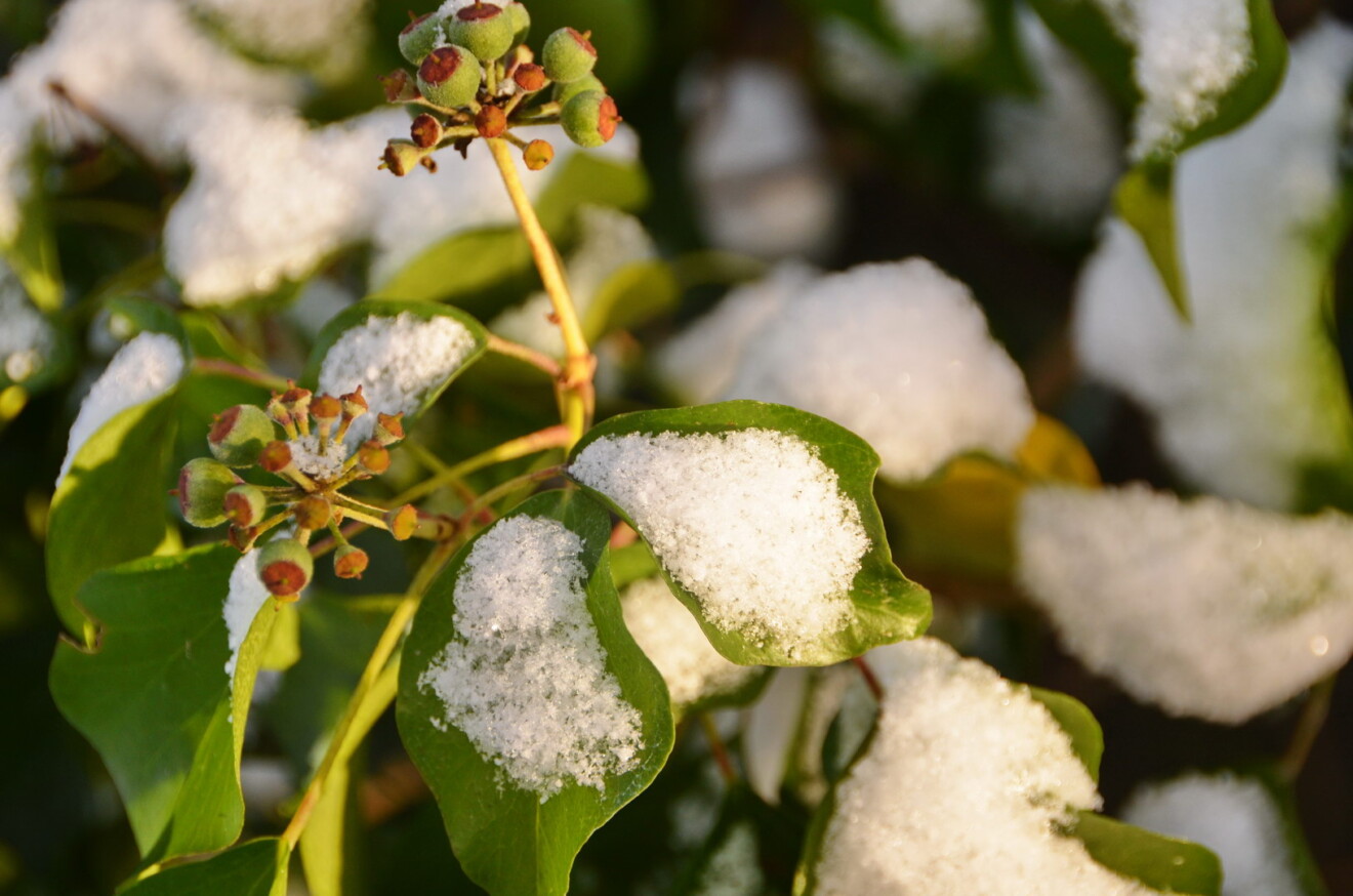 0029-gemeiner-efeu-im-schnee-1320x874.jpg