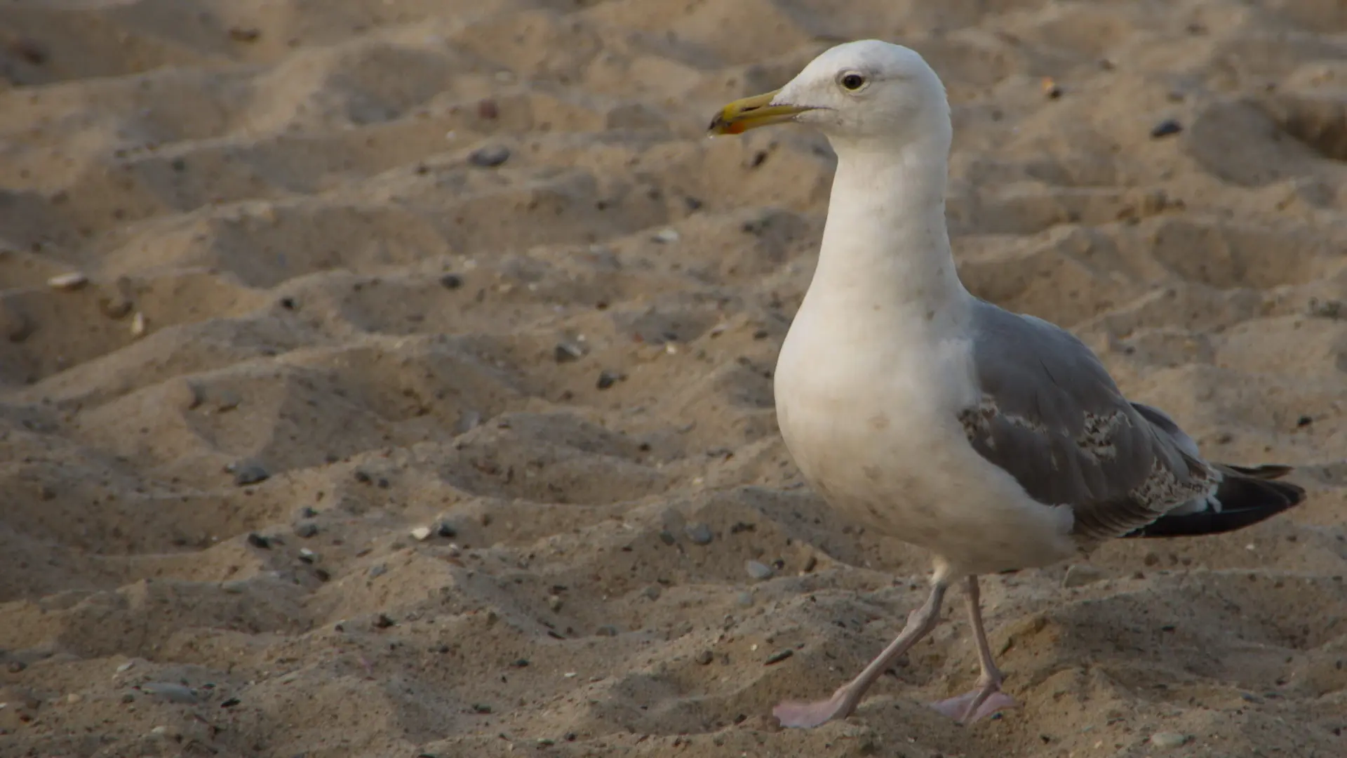 Möwe am Strand auf Sand Nahaufnahme Weiß Graue Federn kleine steine im Sand