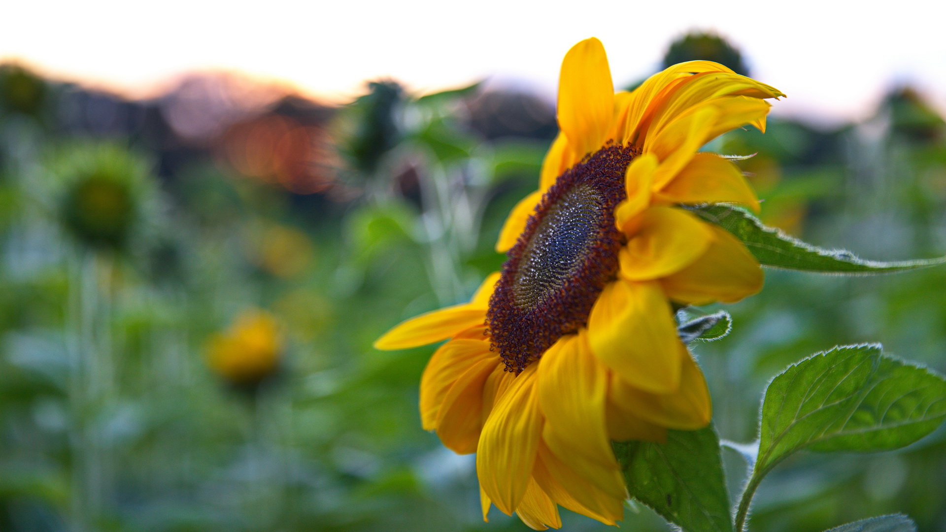 Sonnenblume Randnotizen