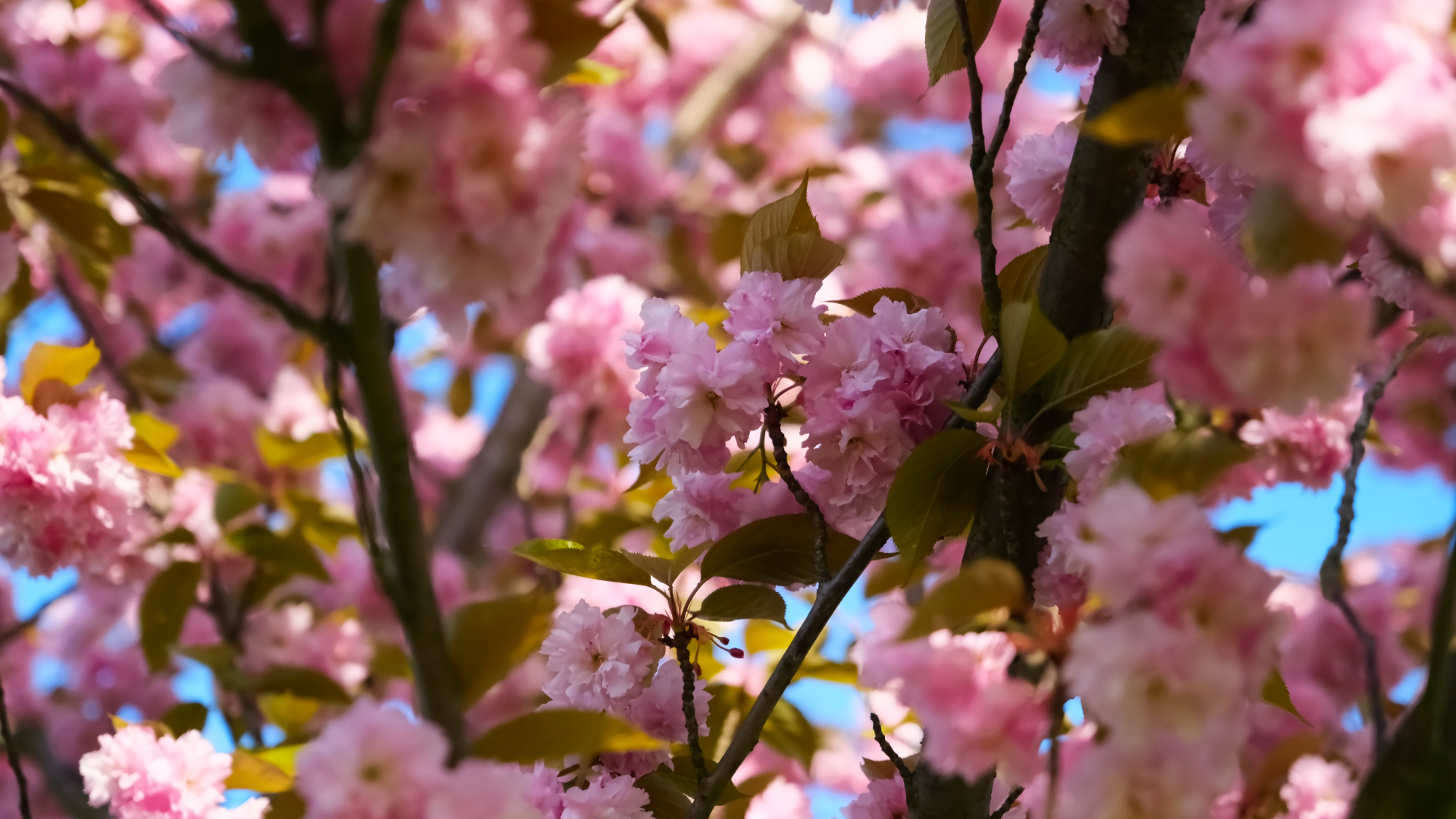 Kirschblüten im Baum – Randnotizen.org